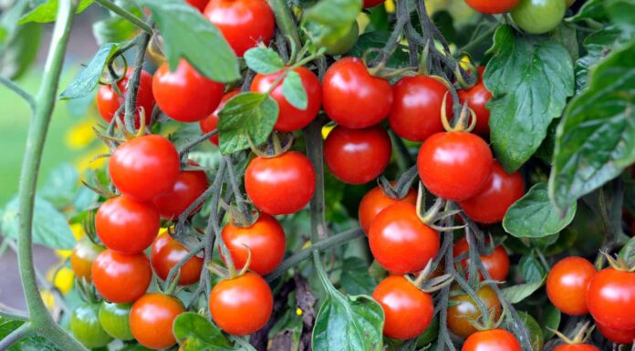 Quando piantare pomodori in Texas: 8 consigli per il tuo giardino
