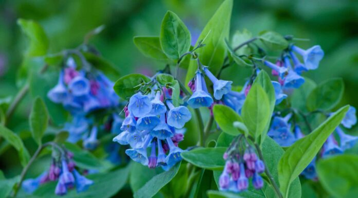 7 fiori perenni blu
