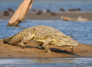 Scopri gli incredibili coccodrilli del deserto che vivono nel Sahara

