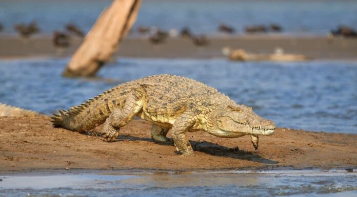 Scopri gli incredibili coccodrilli del deserto che vivono nel Sahara
