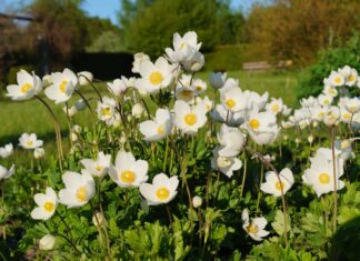 7 piccoli fiori perenni
