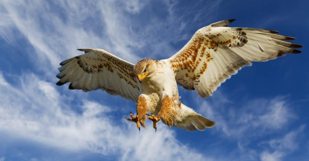 Grande falco ferruginoso in modalità di attacco con cielo blu.
