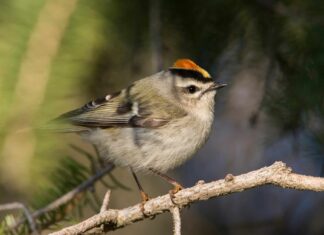 Kinglet dalla Corona d'Oro
