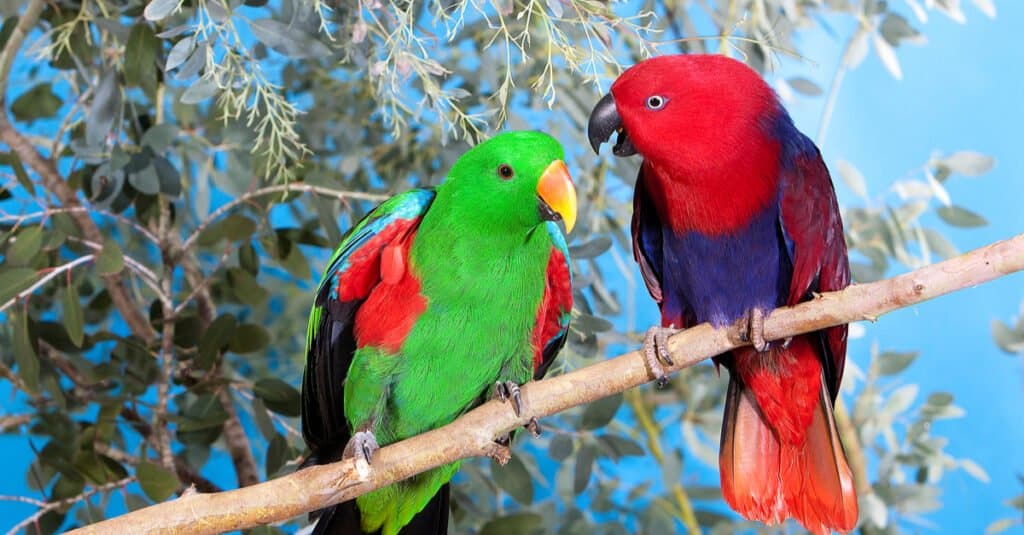 Pappagallo Eclectus, Eclectus roratus, coppia in piedi su un ramo, maschio verde e femmina rossa.
