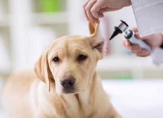 I 4 modi più comuni in cui i cani contraggono le infezioni alle orecchie
