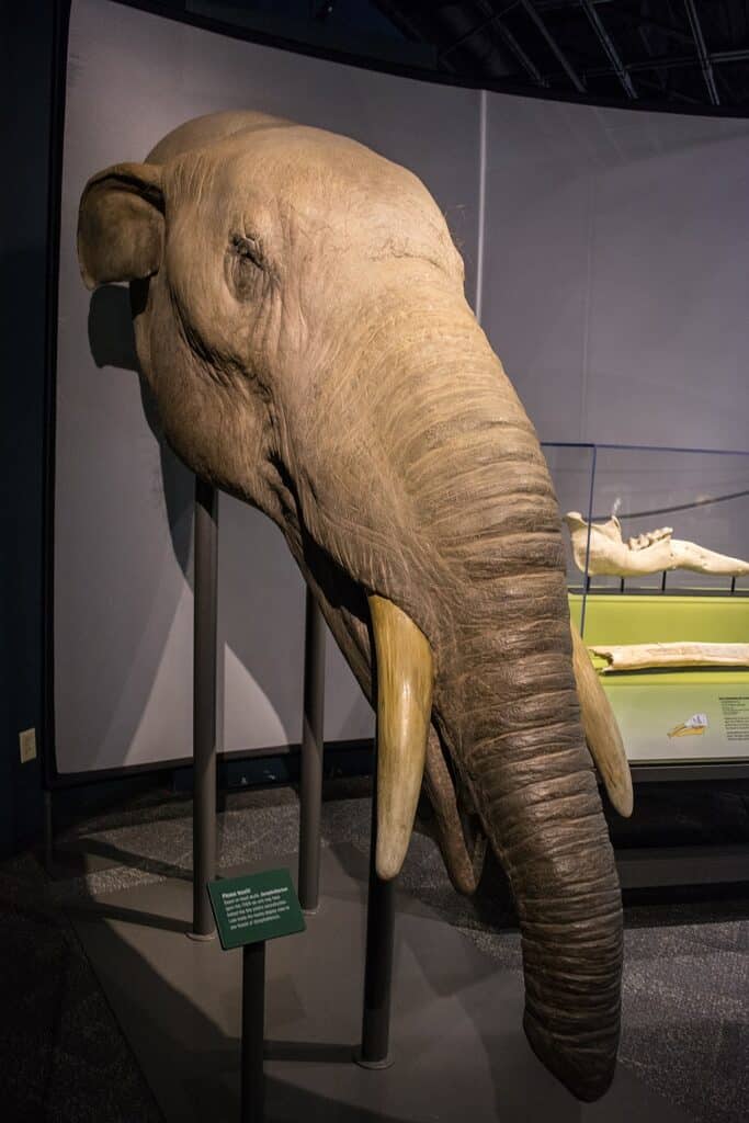 Modello di Gomphotherium nel Museo di Storia Naturale di Cleveland