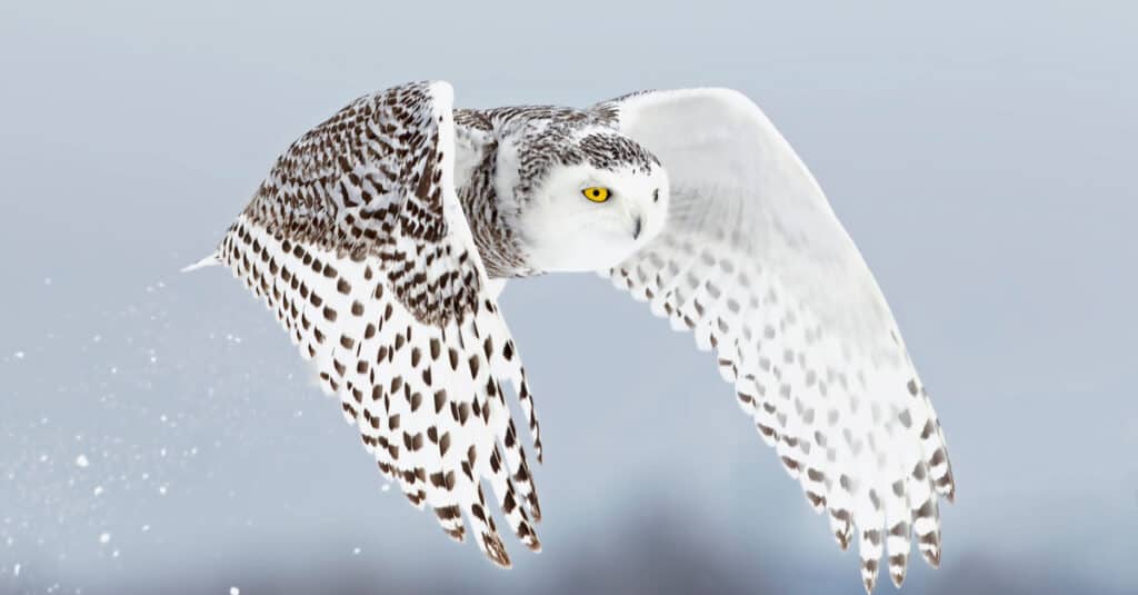 La civetta delle nevi (Bubo scandiacus) si solleva e vola basso, cacciando su un campo innevato a Ottawa, in Canada.