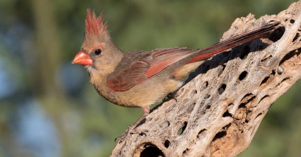 Uccelli che assomigliano ai cardinali: Pyyrhuloxia