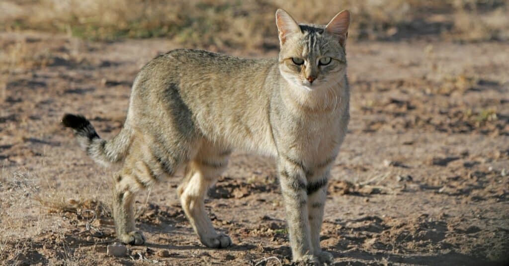 Tipi di razze di gatti egiziani