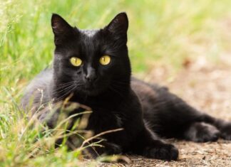  I gatti polacchi sono ora confermati "specie invasive".  Come può essere?
