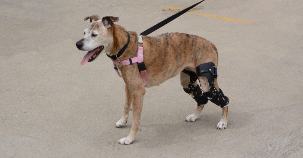 Un cane indossa due tutori per le ginocchia mentre è a passeggio.