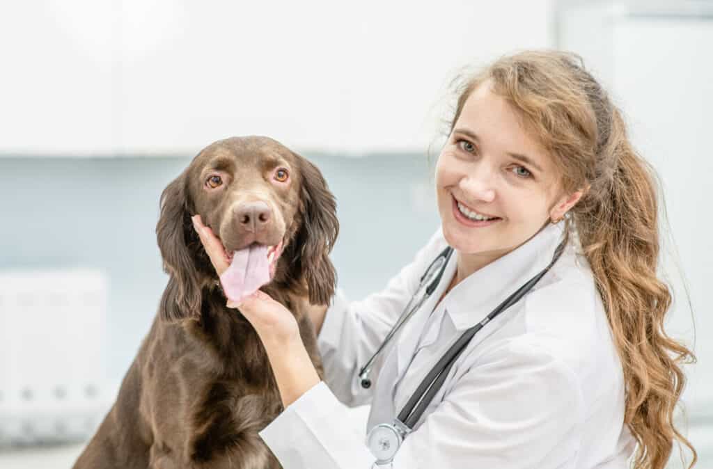 veterinario con un cane