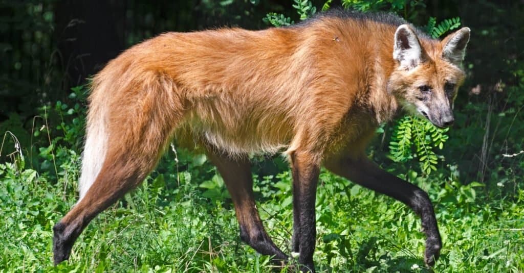 Razze di cani selvatici: lupo dalla criniera