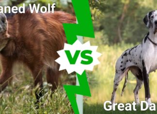 Maned Wolf vs Great Dane: spiegate le 4 differenze principali
