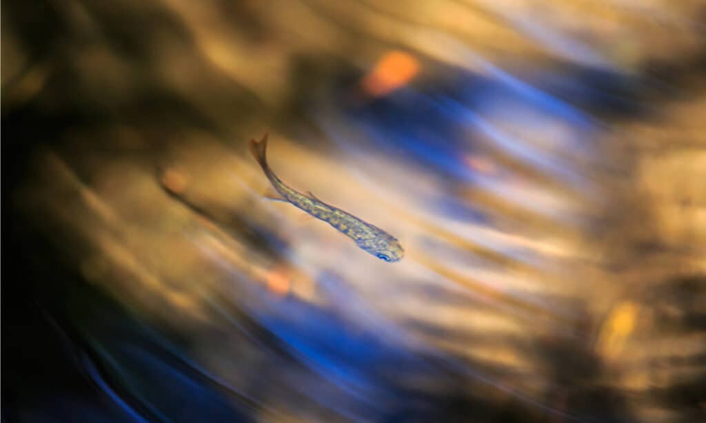 Chinook avannotti di salmone in un ruscello.  Gli avannotti rimarranno nell'acqua dolce per 12-18 mesi mentre si nutrono e crescono prima di tornare nell'oceano.