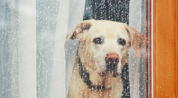 Depressione nei cani: sintomi, trattamento, cause e altro
