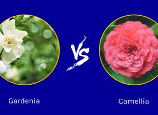 Gardenia vs Camelia: 5 differenze chiave
