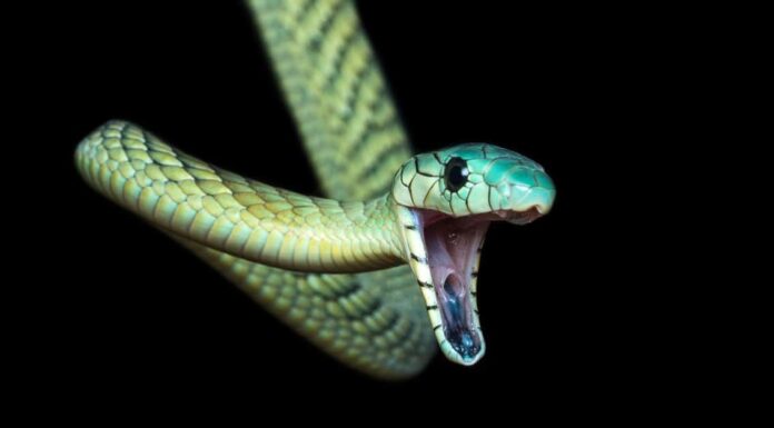 The green mamba is a long, slender bodied snake with smooth scales and a narrow, coffin-shaped head.