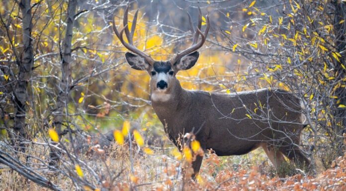 Largest deer - mule deer