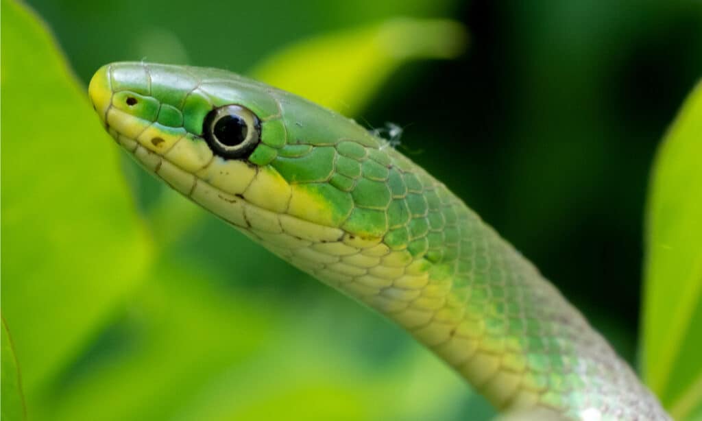 vista ravvicinata del serpente verde