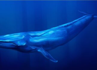 Cacca di balena blu: tutto ciò che avresti sempre voluto sapere
