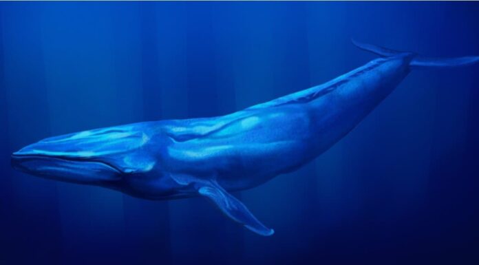 Cacca di balena blu: tutto ciò che avresti sempre voluto sapere
