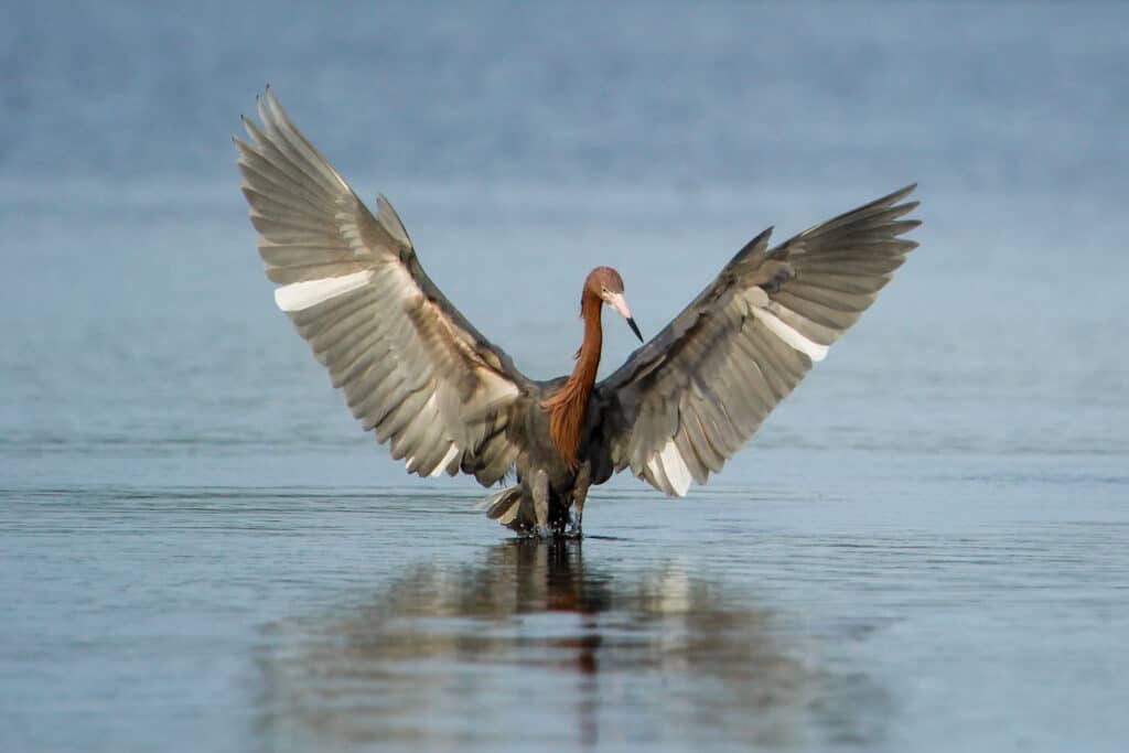 Aironi in Texas: caccia alla garzetta rossa (Egretta rufescens).