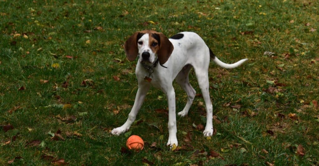 Treeing Walker Coonhound che gioca con una palla sull'erba.