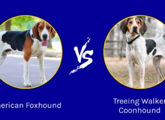 Foxhound americano vs Treeing Walker Coonhound: qual è la differenza?
