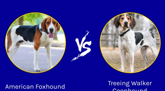 Foxhound americano vs Treeing Walker Coonhound: qual è la differenza?
