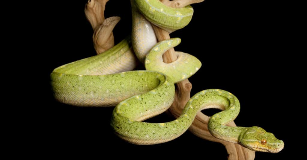 Green Tree Python (Morelia viridis) avvolto a spirale in un albero.  Gli adulti cresceranno fino a dimensioni di circa cinque piedi.