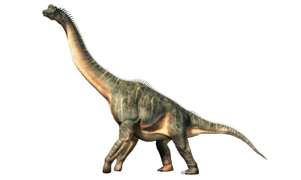 animali più alti delle giraffe - Brachiosaurus