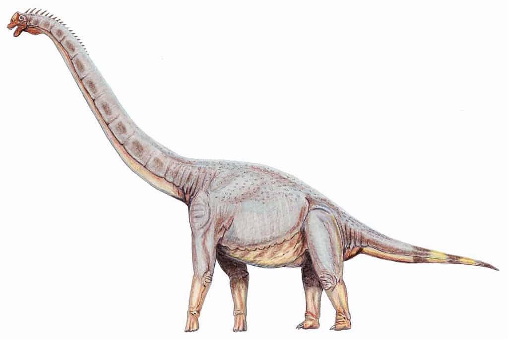 Il Sonorasaurus thompsoni era un animale più alto delle giraffe