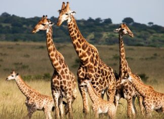 5 animali incredibili più alti delle giraffe
