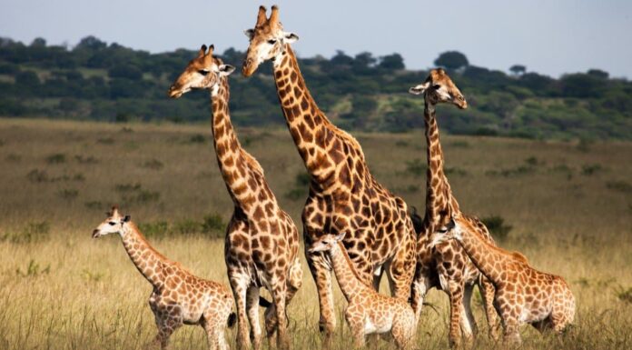 5 animali incredibili più alti delle giraffe

