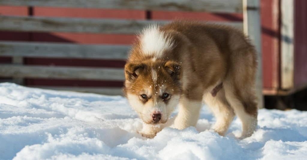 Simpatico cucciolo di cane della Groenlandia, Groenlandia