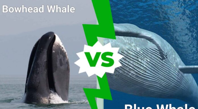 Bowhead Whale contro balenottera azzurra
