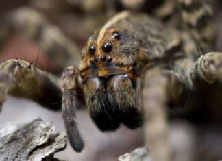 Wolf Spiders in Florida: tutto ciò che devi sapere

