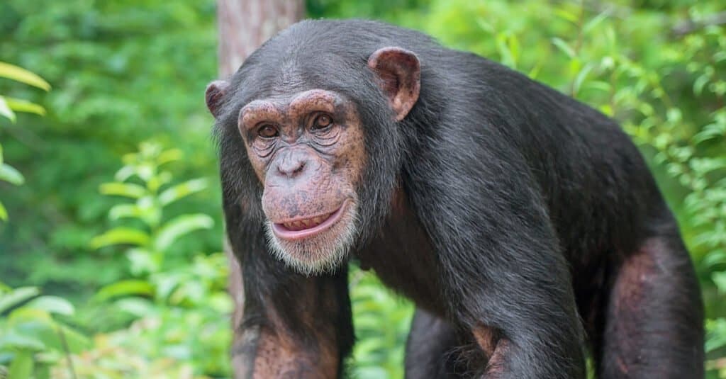 Animali che sudano: gli scimpanzé
