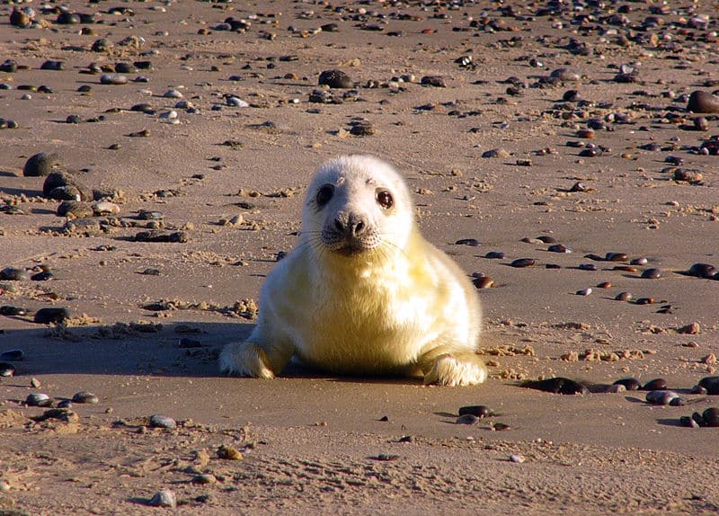 Cucciolo di foca grigia (Halichoerus Grypus)