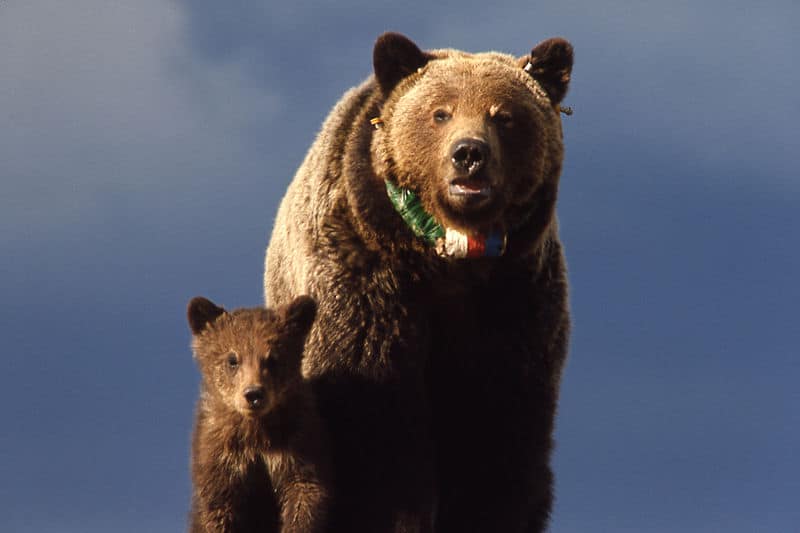 Orso grizzly con cucciolo