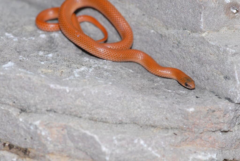 Un serpente di terra occidentale con un aspetto arancione quasi solido