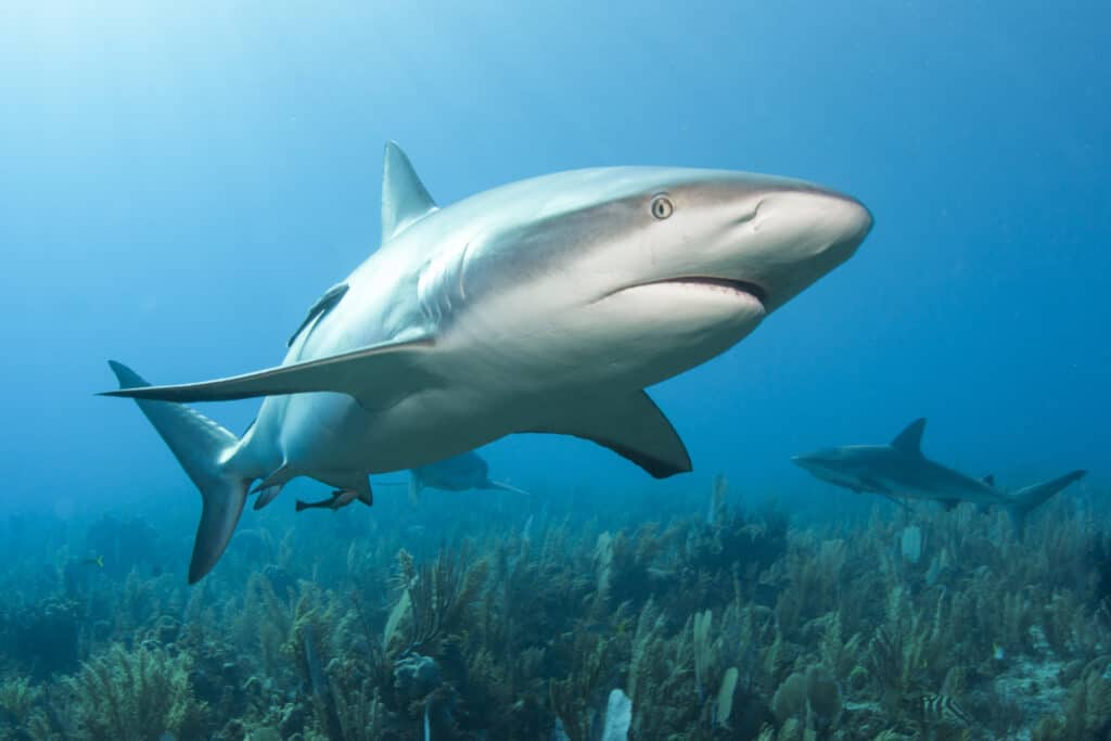 Uno squalo della barriera corallina dà una testata a un subacqueo