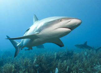 Posizione dello squalo del reef: dove vivono gli squali del reef?
