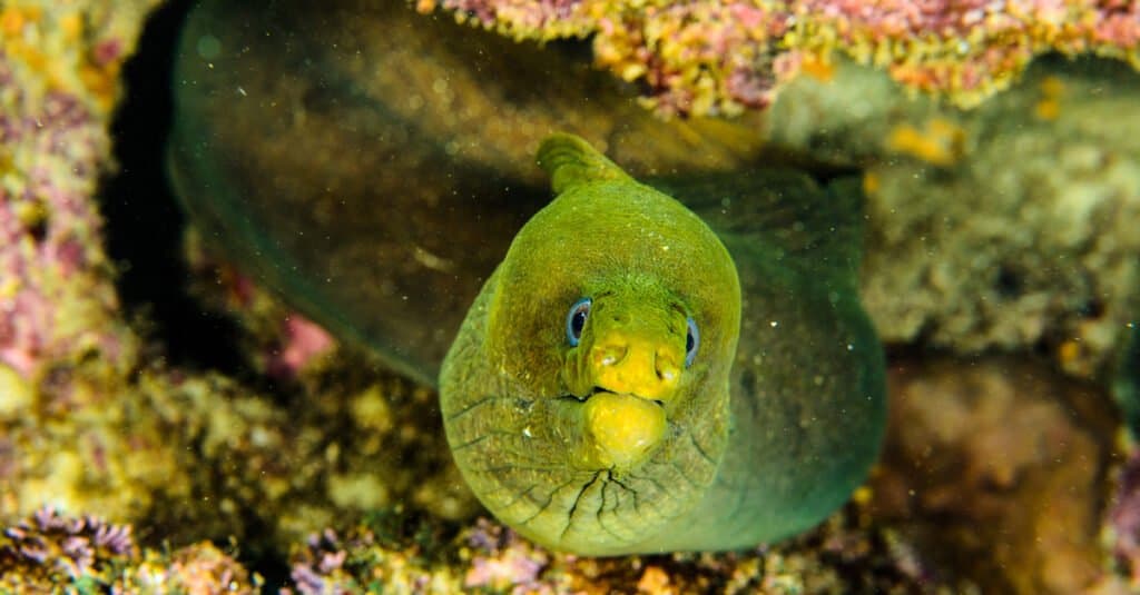 Le anguille più grandi sono murene verdi 