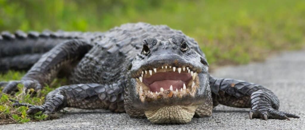 alligatore che guarda l'obbiettivo con la bocca aperta