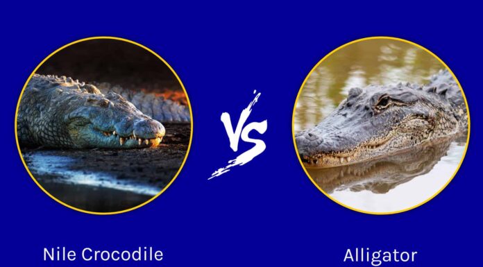Coccodrillo del Nilo vs Alligatore: quali sono le differenze?
