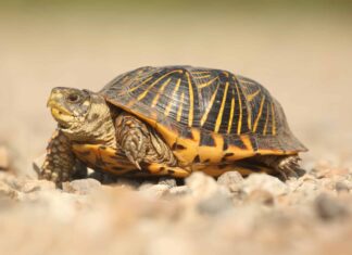 8 incredibili tartarughe in Oklahoma
