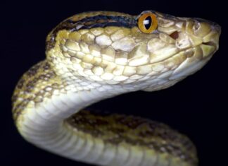 Closeup of a Habu Snake head