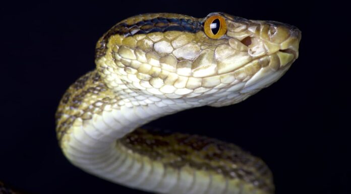 Closeup of a Habu Snake head